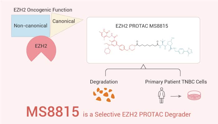 MS8815 is A potent PROTAC 2023 0207 - MS8815 is a EZH2 PROTAC Degrader for Targeting Triple-Negative Breast Cancer (TNBC)
