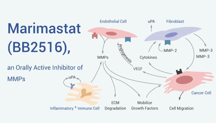Marimastat is An MMP Inhibitor 2022 0531 - Marimastat (BB2516) is a Broad Spectrum and Orally Active Inhibitor of MMPs