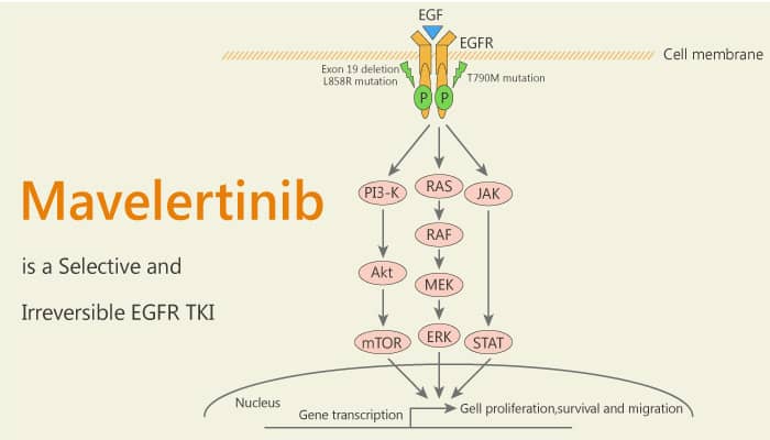 Mavelertinib is a Selective and Irreversible EGFR TKI 2020 10 17 - Mavelertinib is a Selective and Irreversible EGFR TKI