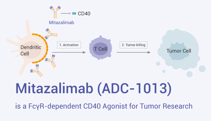 Mitazalimab Is An CD40 Agonist 2023 0403 - Mitazalimab (ADC-1013) is a FcγR Crosslinking-dependent CD40 Agonist for Tumor Research