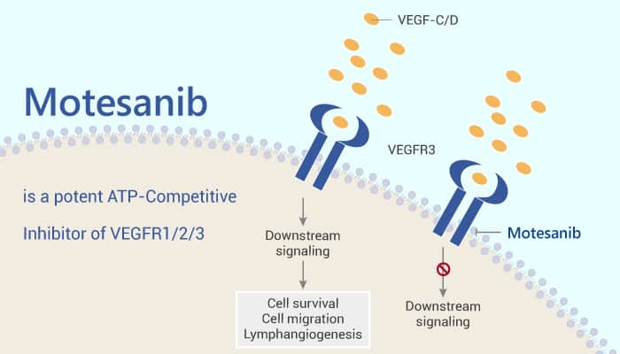 Motesanib is a potent ATP Competitive Inhibitor of VEGFR 1 2 3 2021 06 29 - Motesanib is a potent ATP-Competitive Inhibitor of VEGFR1/2/3