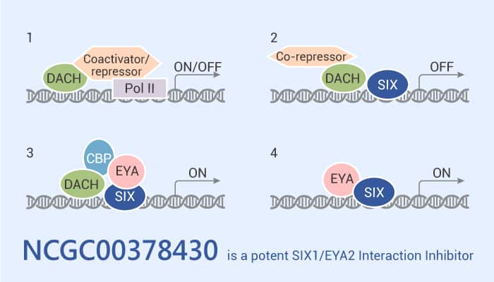 NCGC00378430 is a Potent SIX1 EYA2 Interaction Inhibitor 2021 06 23 - NCGC00378430 is a Potent SIX1/EYA2 Interaction Inhibitor