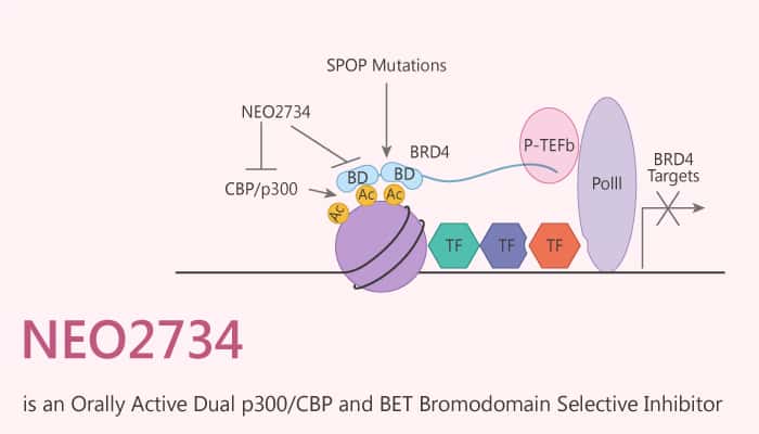NEO2734 is an Orally Active Dual p300 CBP and BET Bromodomain Selective Inhibitor 2020 10 15 - NEO2734 is an Orally Active Dual p300/CBP and BET Bromodomain Selective Inhibitor