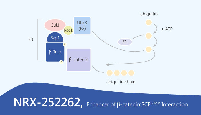 NRX 252262 β cateninβ TrCP Interaction cancer 2019 04 27 - NRX-252262, an Enhancer of β-catenin:β-TrCP Interaction