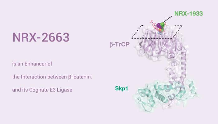 NRX 2663 is an Enhancer of the Interaction between β Catenin and E3 Ligase 2021 08 04 - NRX-2663 is an Enhancer of the Interaction between β-Catenin and E3 Ligase