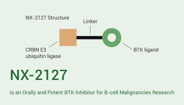 NX 2127 is A BTK Inhibitor 2323 0516 - NX-2127 is an Orally and Potent BTK Inhibitor for B-cell Malignancies Research