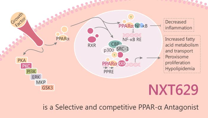 NXT629 is a Selective and Competitive PARα Antagonist 2019 08 18 - NXT629 is a Selective and Competitive PPARα Antagonist