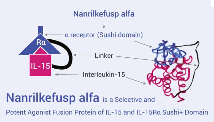 Nanrilkefusp alfa is An IL 15 Agonist 2023 0116 - Nanrilkefusp alfa is a Selective and Potent Agonist Fusion Protein of IL-15.