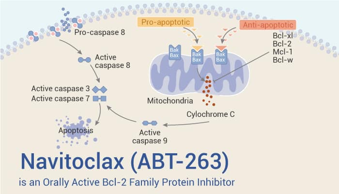 Navitoclax ABT 263 is an Orally Active Bcl 2 Family Protein Inhibitor 2023 0306 - Navitoclax (ABT-263) is an Orally Active Bcl-2 Inhibitor for Chronic Lymphocytic Leukemia Research