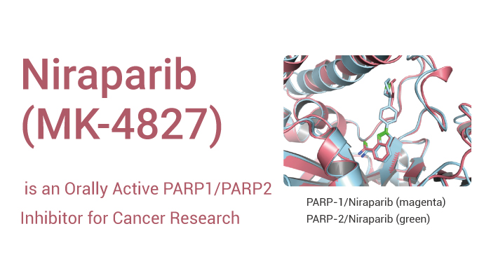 Niraparib - Niraparib (MK-4827) is an Orally Active PARP1/PARP2 Inhibitor for Cancer Research