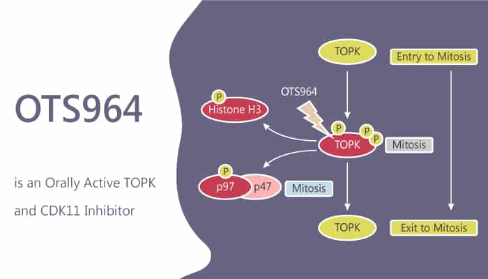 OTS964 is an Orally Active TOPK and CDK11 Inhibitor 2019 10 27 - OTS964 is an Orally Active TOPK and CDK11 Inhibitor