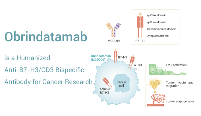 Obrindatamab is Anti B7H3 20230330 - Obrindatamab is a Humanized Anti-B7-H3/CD3 Bispecific Antibody for Cancer Research