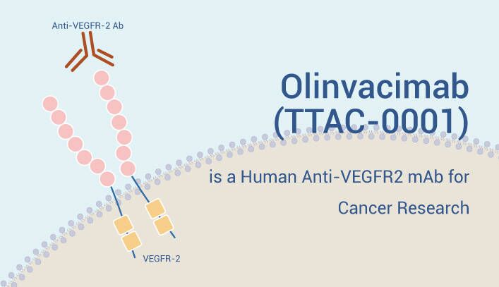 Olinvacimab IS A VEGFR Antibody 2023 0403 - Olinvacimab (TTAC-0001) is a Human Anti-VEGFR2 mAb for Cancer Research