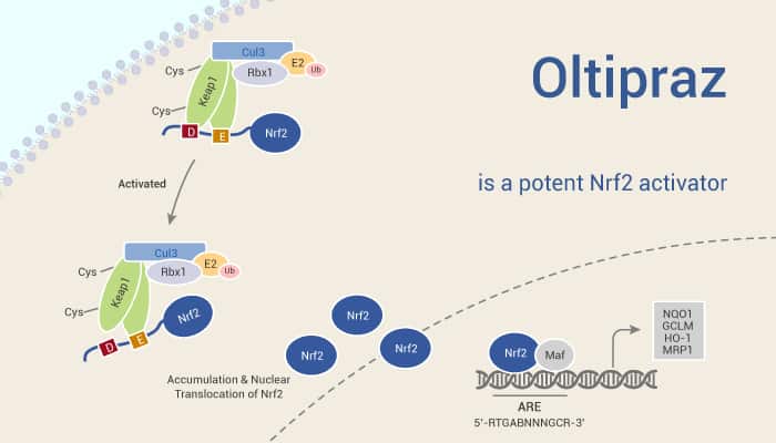Oltipraz is a Nrf2 Inhibitor 2021 11 18 - Oltipraz is a Nrf2 Inhibitor