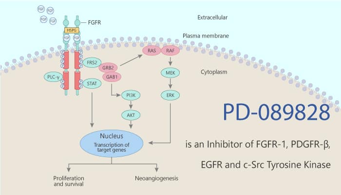 PD 089828 is an Inhibitor of FGFR 1 PDGFR β EGFR and c Src Tyrosine Kinase 2020 06 06 - PD-089828 is an Inhibitor of FGFR-1, PDGFR-β, EGFR and c-Src Tyrosine Kinase