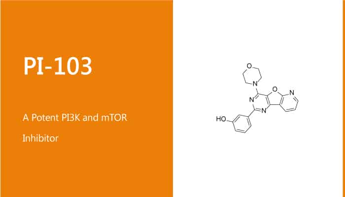 PI 103 is a Potent PI3K and mTOR Inhibitor 2020 01 17 - PI-103 is a Potent PI3K and mTOR Inhibitor