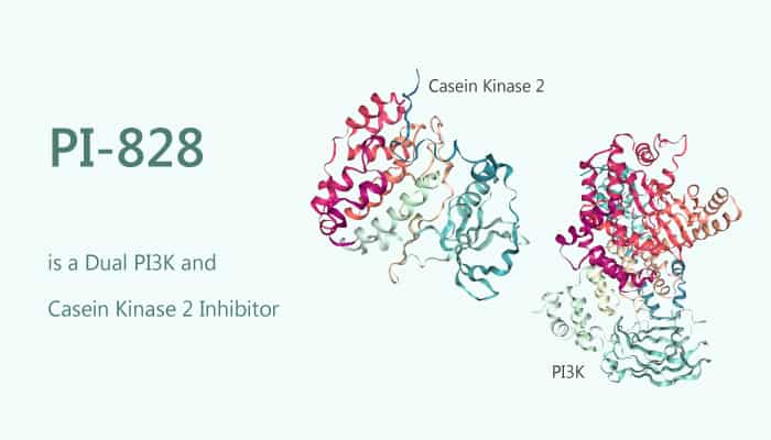 PI 828 is a Dual PI3K and Casein Kinase 2 Inhibitor 2019 12 29 - PI-828 is a Dual PI3K and Casein Kinase 2 Inhibitor