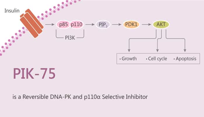 PIK 75 is a Reversible DNA PK and p110α Selective Inhibitor 2020 05 02 - PIK-75 is a Reversible DNA-PK and p110α Selective Inhibitor