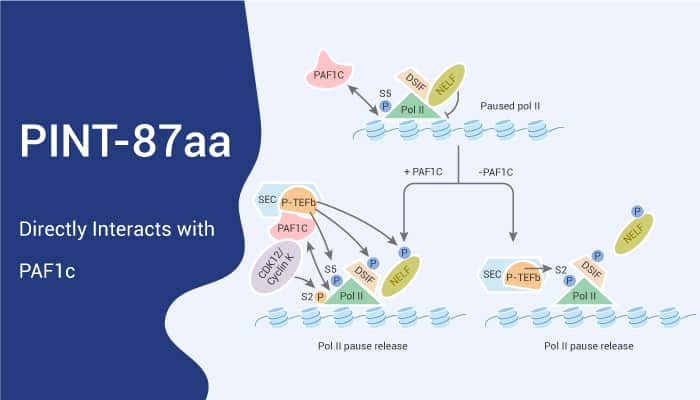 PINT87aa a Potential Tumor Suppressive Peptide Directly Interacts with the PAF1 Complex 2021 02 04 - PINT87aa, a Potential Tumor-Suppressive Peptide, Directly Interacts with the PAF1 Complex