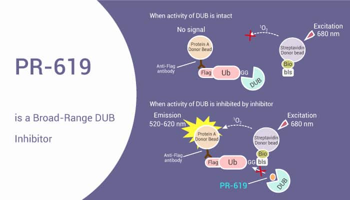 PR 619 is a Broad Range DUB Inhibitor 2021 02 20 - PR-619 is a Broad-Range DUB Inhibitor