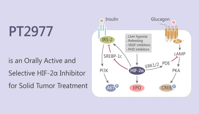 PT2977 is an Orally Active and Selective HIF 2α Inhibitor for solid Tumor Treatment 2019 08 21 - PT2977 is an Orally Active and Selective HIF-2α Inhibitor for Solid Tumor Treatment