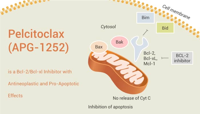 Pelcitoclax APG 1252 is a Bcl 2 Bcl xl Inhibitor with Antineoplastic and Pro Apoptotic Effects 2021 07 28 - Pelcitoclax (APG-1252) is a Bcl-2/Bcl-xl Inhibitor with Antineoplastic and Pro-Apoptotic Effects