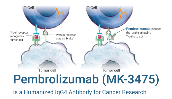 Pembrolizumab is a pd 1 INHIBITOR 2023 0526 - Pembrolizumab (MK-3475) is a Humanized anti-PD-1 IgG4 Antibody for Cancer Research