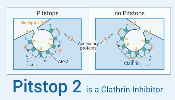 Pistop 2 is A Clathrin Inhibitor 2022 0618 - Pitstop 2 is a Clathrin Inhibitor which Inhibits Clathrin-Mediated Endocytosis (CME)