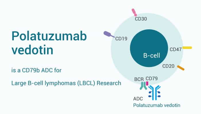 Polatuzumab is CD76b ADC FOR lbcl Research 2022 1208 - Polatuzumab vedotin is a CD79b ADC for Large B-cell lymphomas (LBCL) Research