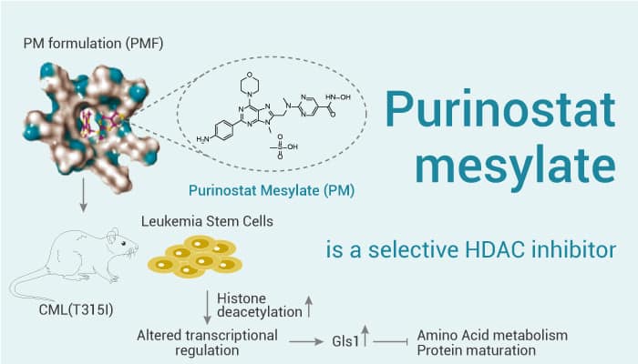 Purinostat is A HDAC Inhibitor 2022 1014 1 - Purinostat mesylate is a Selective HDAC Inhibitor With anti-Leukemia Effects