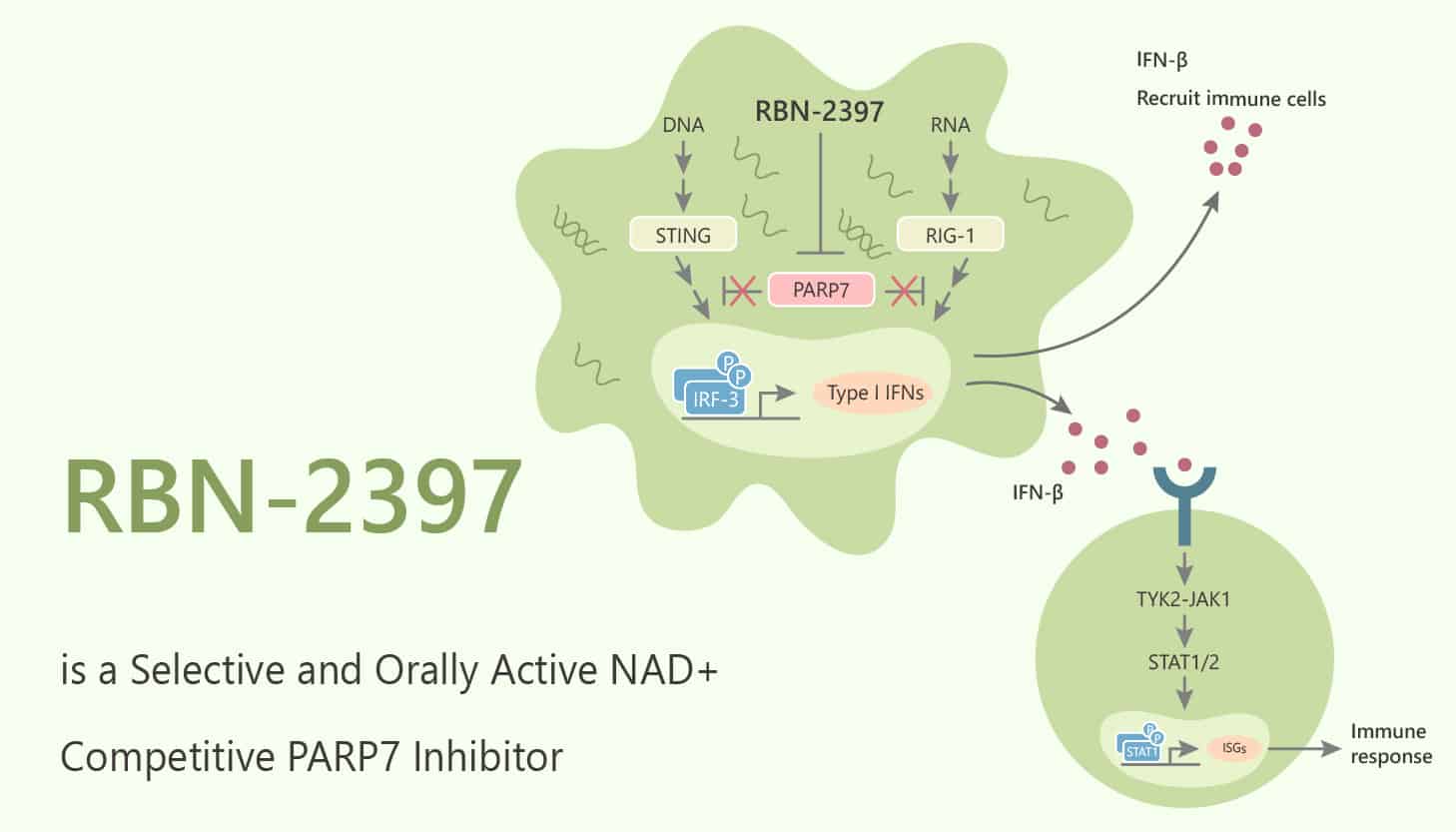 RBN 2397 is a Selective and Orally Active NAD Competitive PARP7 Inhibitor 2020 05 21 - RBN-2397 is a Selective and Orally Active NAD+ Competitive PARP7 Inhibitor