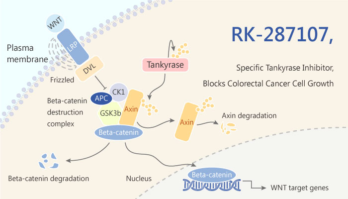 RK 287107 A Potent and Specific Tankyrase Inhibitor Blocks Colorectal Cancer Cell Growth 2019 05 20 - A Potent and Specific Tankyrase Inhibitor RK-287107, Blocks Colorectal Cancer Cell Growth