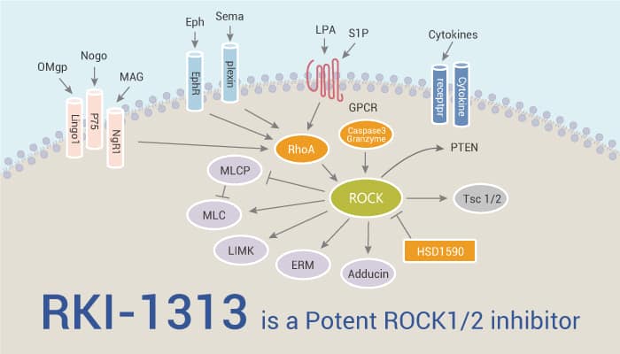 RKI 1313 is A Rock Inhibitor 2022 0707 - RKI-1313 is a Potent ROCK1/2 inhibitor