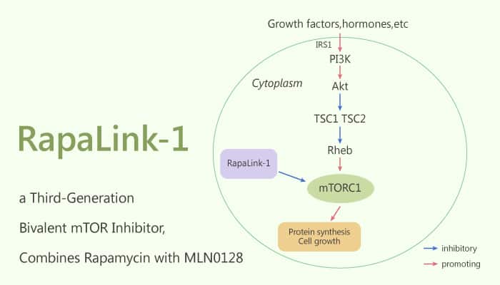RapaLink 1 a Third Generation Bivalent mTOR Inhibitor Combines Rapamycin with MLN0128 2020 09 23 - RapaLink-1, a Third-Generation Bivalent mTOR Inhibitor, Combines Rapamycin with MLN0128