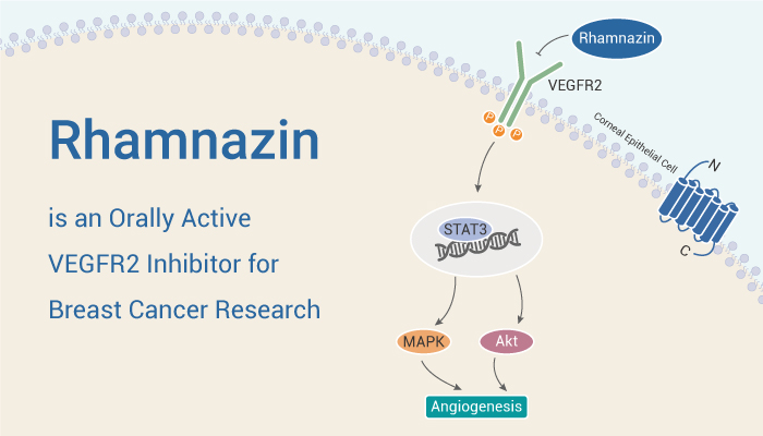 Rhamnazin is A Vegfr Inhibitor - Rhamnazin is an Orally Active VEGFR2 Inhibitor for Breast Cancer Research