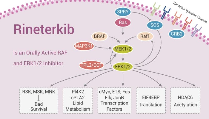 Rineterkib is an Orally Active RAF and ERK 1 2 Inhibitor 2021 04 01 - Rineterkib is an Orally Active RAF and ERK1/2 Inhibitor
