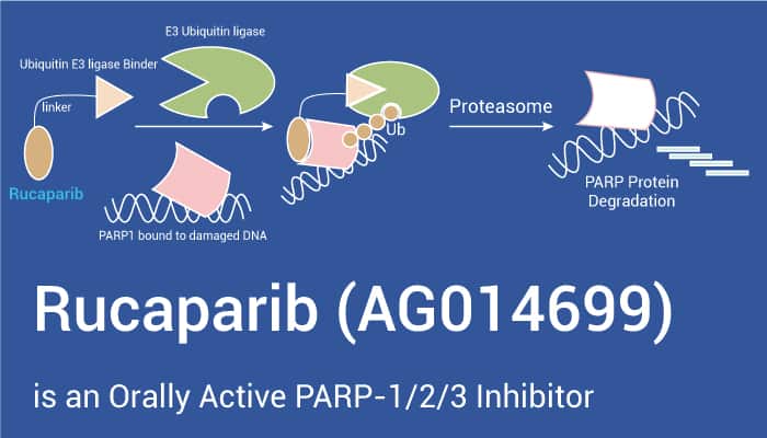 Rucaparib Is An PARP Inhibitor 2022 0807 - Rucaparib (AG014699) is an Orally Active PARP-1/2/3 Inhibitor