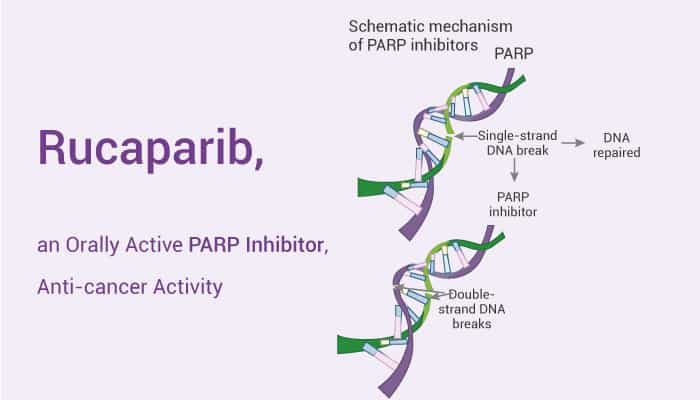 Rucaparib is a PARP Inhibitor 2022 01 13 - Rucaparib is a PARP Inhibitor