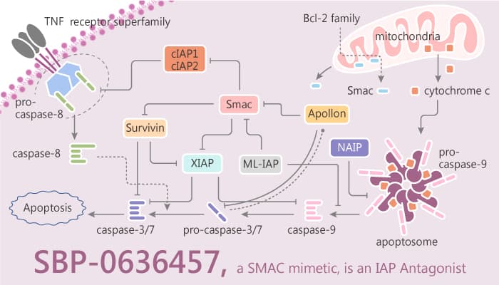SBP 0636457 a SMAC mimetic is an IAP Antagonist 2020 08 20 - SBP-0636457, a SMAC Mimetic, is an IAP Antagonist