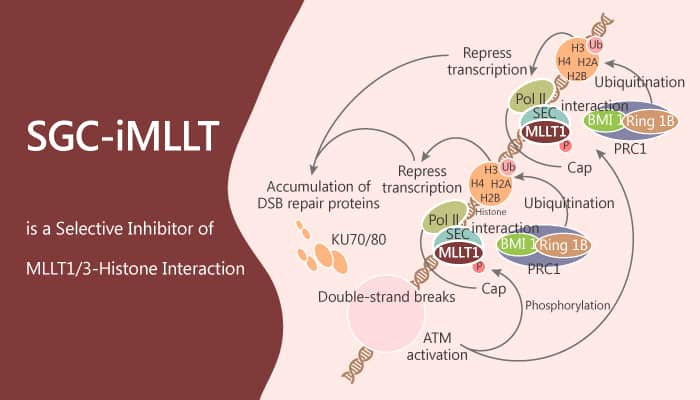 SGC iMLLT is a Selective Inhibitor of MLLT13–Histone Interaction 2019 09 08 - SGC-iMLLT is a Selective Inhibitor of MLLT1/3–Histone Interaction