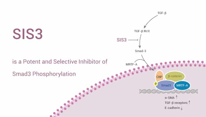 SIS3 is a Potent and Selective Inhibitor of Smad3 phosphorylation 2021 05 13 - SIS3 is a Potent and Selective Inhibitor of Smad3 Phosphorylation