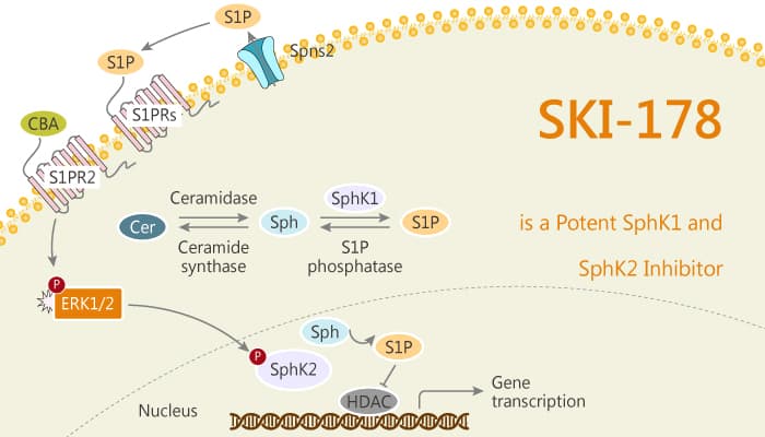 SKI 178 is a potent SphK1 and SphK2 Inhibitor 2020 08 13 - SKI-178 is a Potent SphK1 and SphK2 Inhibitor