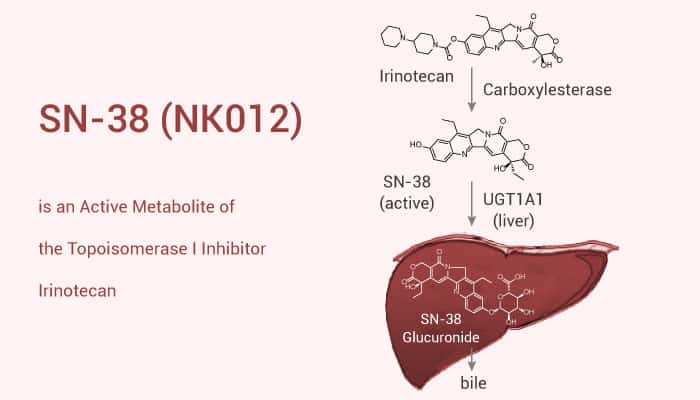 SN 38 NK012 is an Active Metabolite of the Topoisomerase I Inhibitor Irinotecan 2021 09 09 - SN-38 (NK012) is an Active Metabolite of the Topoisomerase I Inhibitor Irinotecan