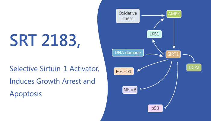 SRT 2183 Sirtuin 1 Activator Induces Growth Arrest Apoptosis 2019 05 08 - SRT 2183, a Selective Sirtuin-1 Activator, Induces Growth Arrest and Apoptosis