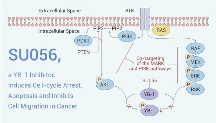 SU056 - SU056, a YB-1 Inhibitor, Induces Cell-cycle Arrest, Apoptosis and Inhibits Cell Migration in Cancer