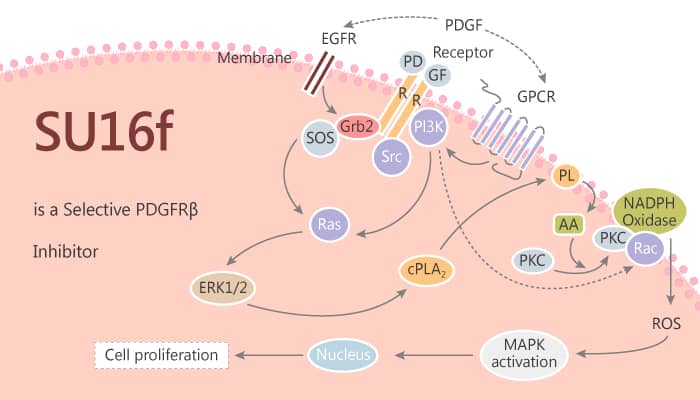 SU16f is a Selective PDGFRβ Inhibitor for Gastric Cancer Therapy 2019 11 13 - SU16f is a Selective PDGFRβ Inhibitor for Gastric Cancer Therapy