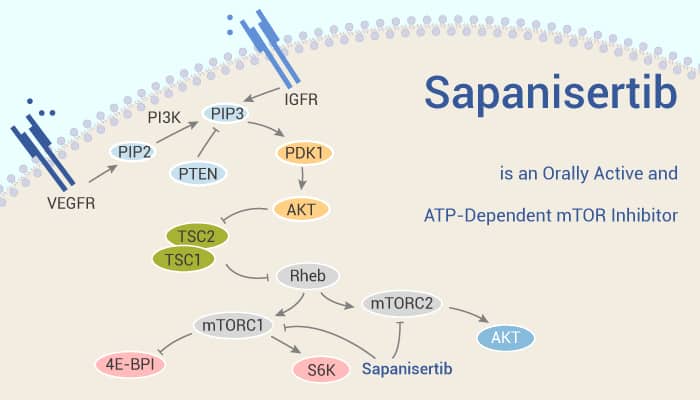 Sapanisertib is an Orally Active and ATP Dependent mTOR Inhibitor 2021 10 12 - Sapanisertib is an Orally Active and ATP-Dependent mTOR Inhibitor