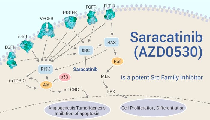 Saracatinib AZD0530 is a potent Src Family Inhibitor 2021 10 21 - Saracatinib (AZD0530) is a potent Src Family Inhibitor