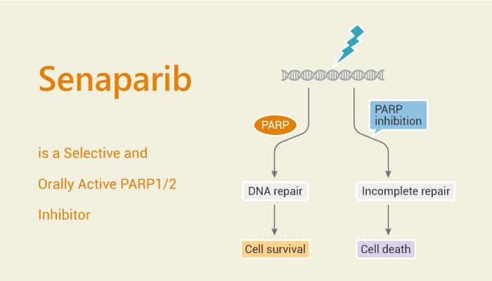 Senaparib is a Selective and Orally Active PARP 1 2 Inhibitor 2020 01 19 - Senaparib is a Selective and Orally Active PARP1/2 Inhibitor