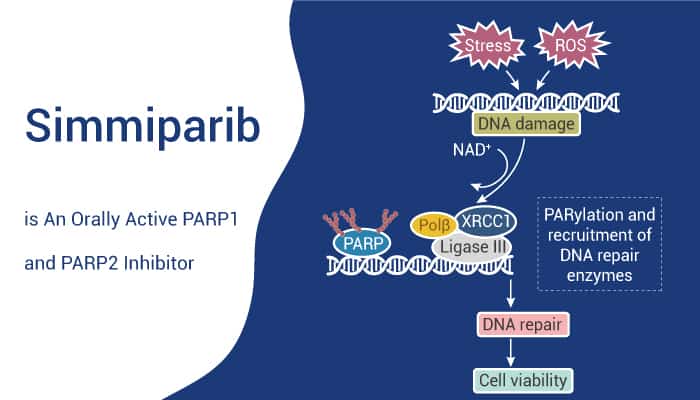 Simmiparib is PARP1 Inhibitor 2022 0922 - Simmiparib is An Orally Active PARP1/2 Inhibitor